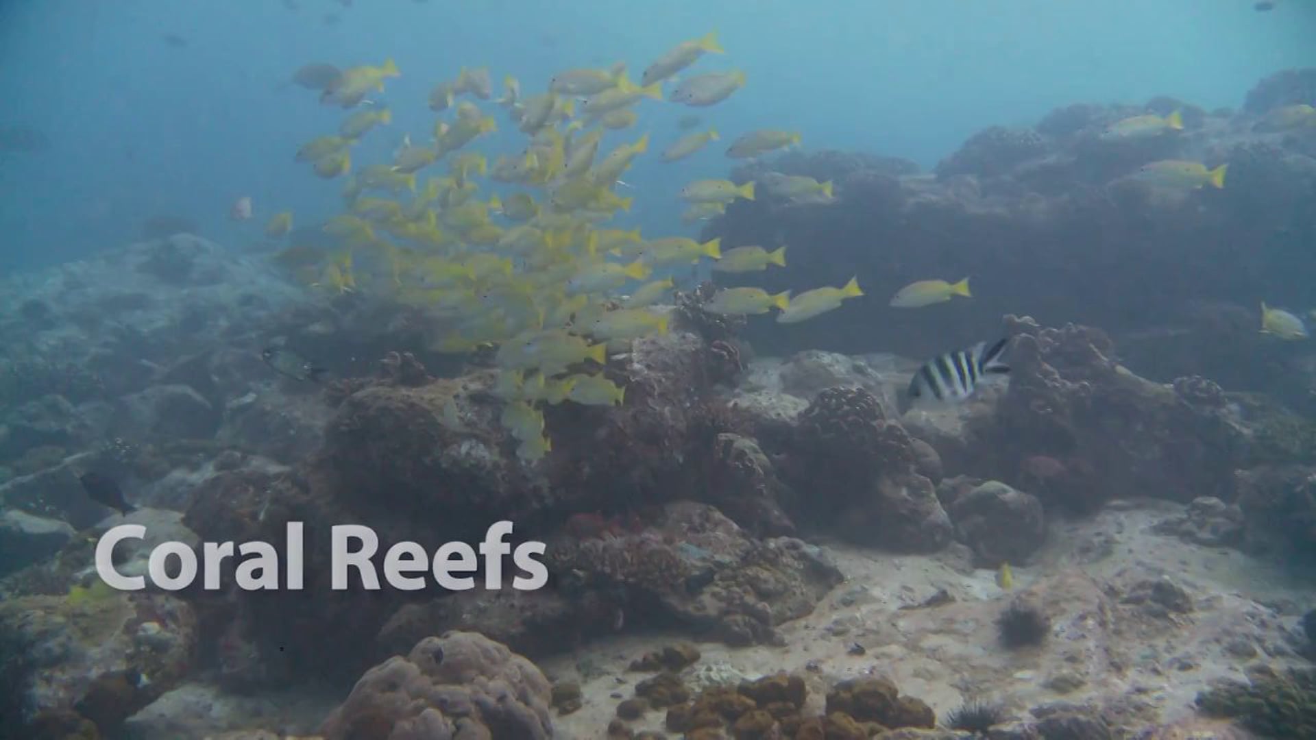 Mitsubishi Global Coral Reef Conservation Project