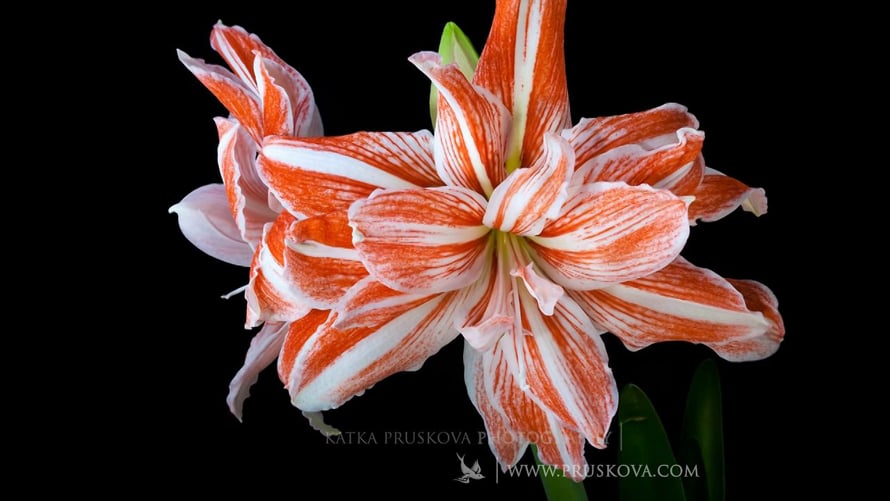 その他 Artbeats Timelapse Flowers 1 part 15 | #FLOWERS im obsessed with these timelapse videos