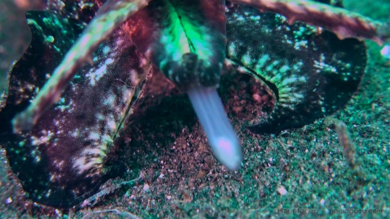 Flamboyant Cuttlefish Feeding - Slow Motion Sequence