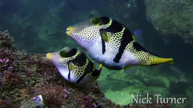 Valentini Puffer Fish – Under Water Pets