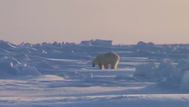 Polar bear encounter