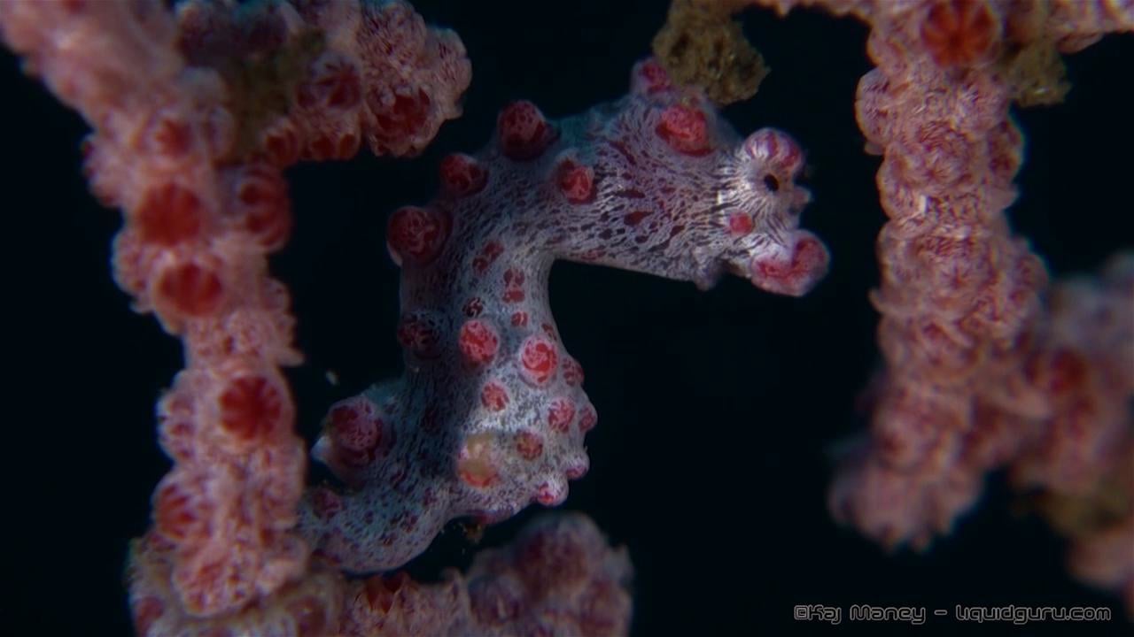 Pink Pygmy Seahorse