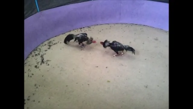 เขียวตุ๊กแก ก๋อยสายแทง เงินแสน 3 on Vimeo