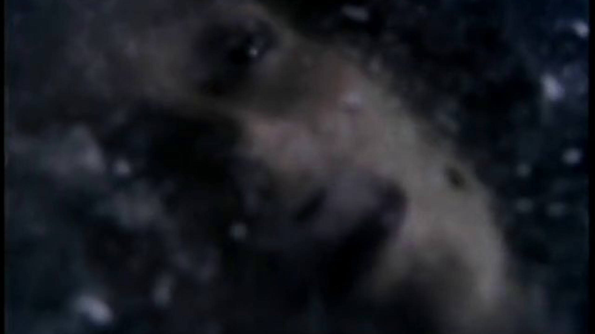 "Women Who Run With Wolves"