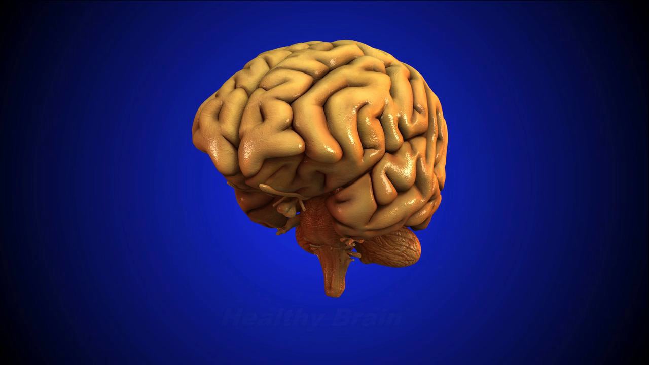 Мозг остановился. Мозг память. Здоровье мозга. Анимированный мозг. Мозг запоминание.