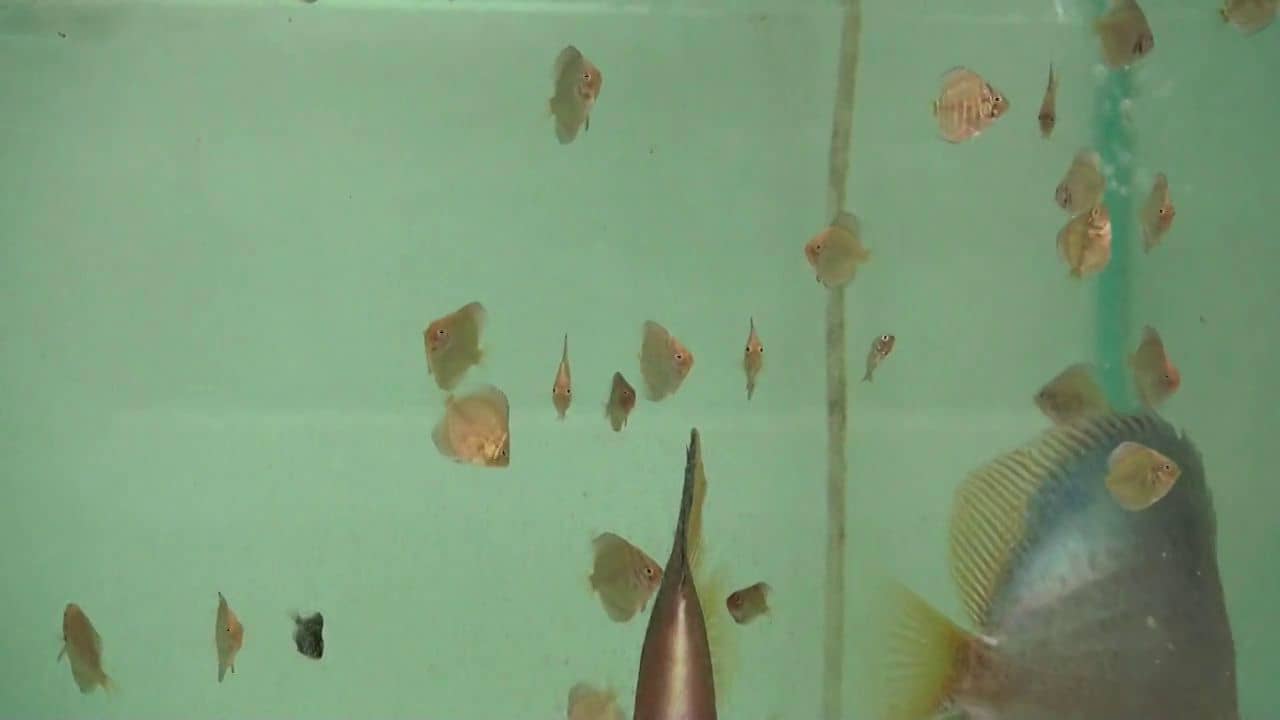 Tutorial Feeding Discus Brine Shrimp and Hatchery on Vimeo