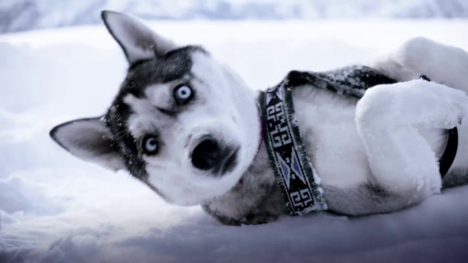 Apfelsaft "Husky"