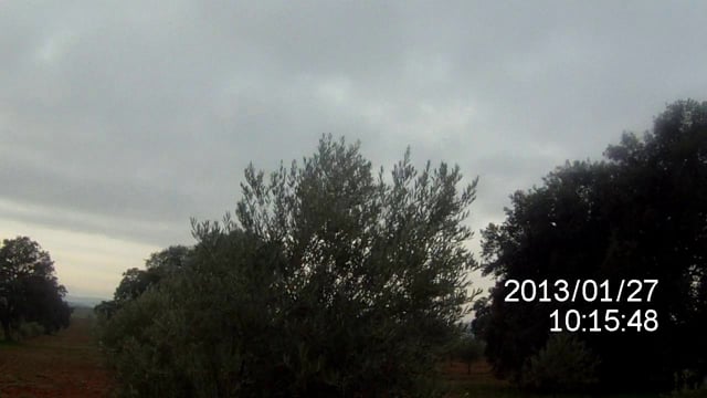 coejo al salto