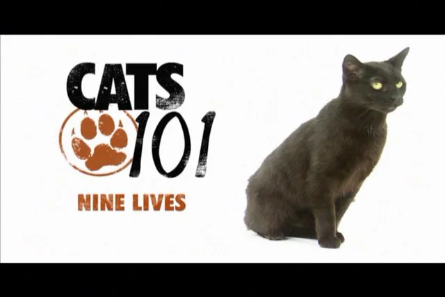 Cats 101 deals