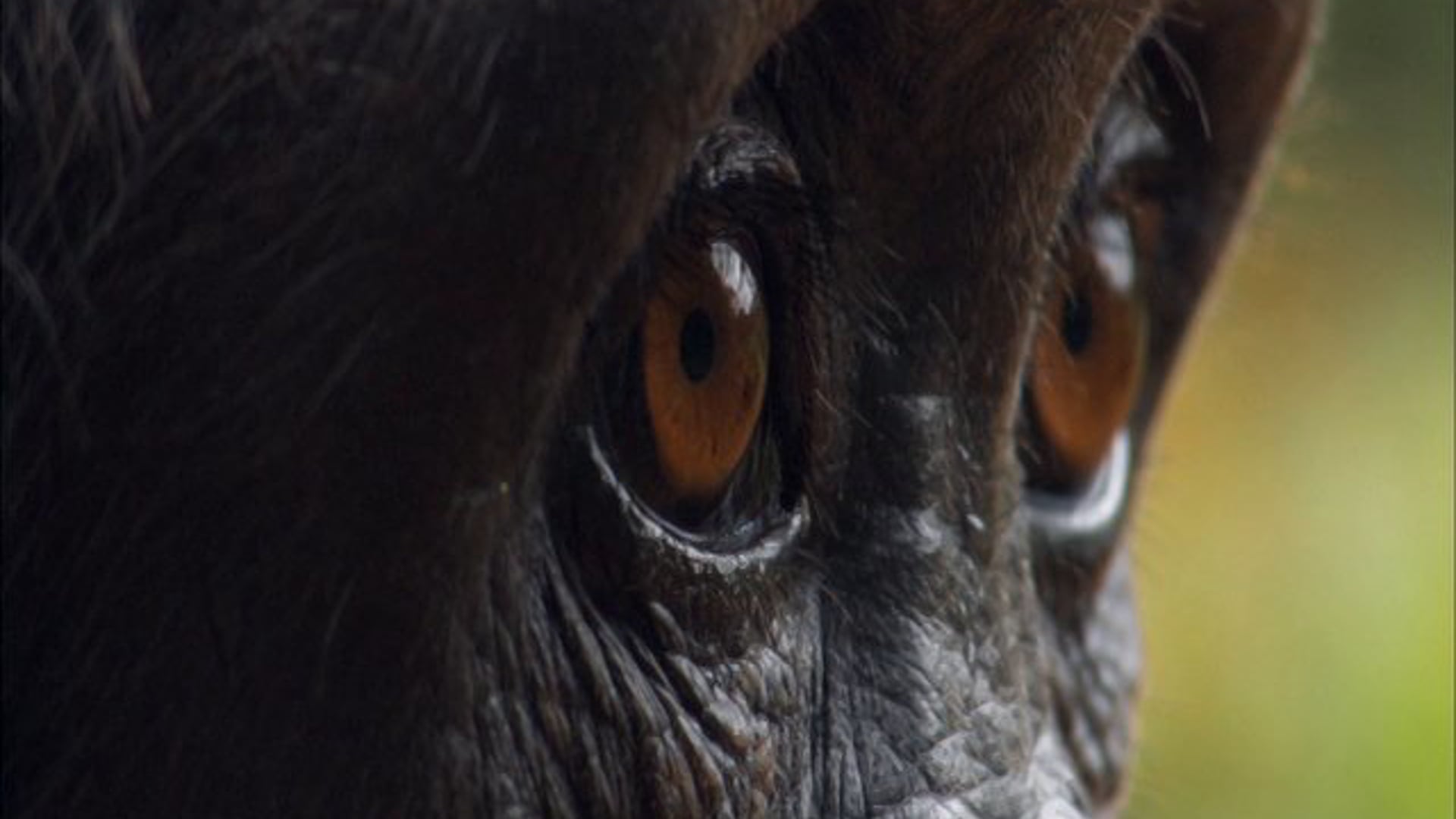 BBC Earth's Africa