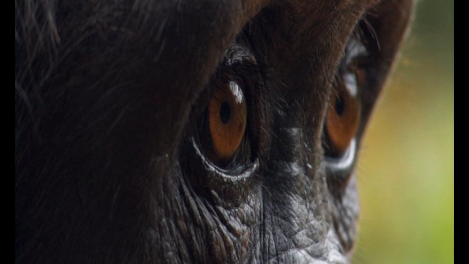 BBC Earth's Africa