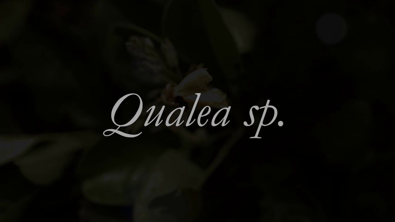 Qualea sp. - Discovering new plant species in the Amazon