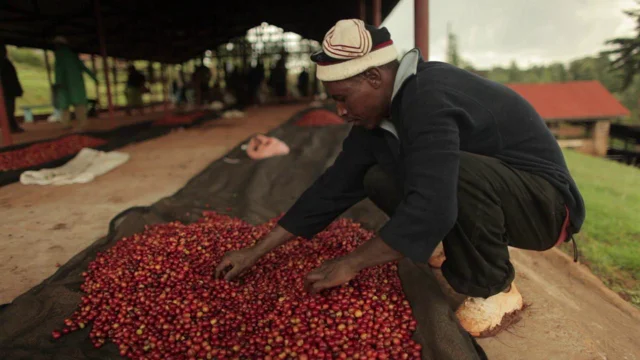 Kenya's Coffee: It's My Business