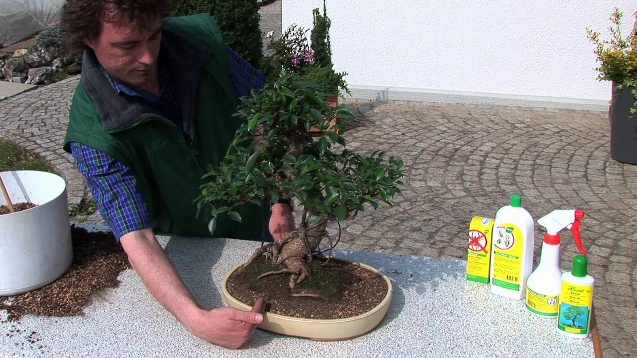 Zimmerbonsai umtopfen
