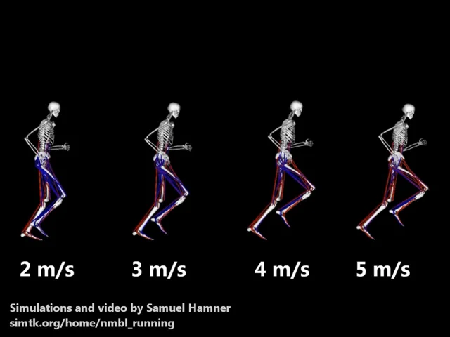 Muscle contributions to fore-aft and vertical body mass center  accelerations over a range of running speeds