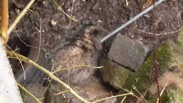 Badger rescue on Vimeo