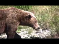 HEY BEARS!!! How YOU Can Stay Safe in Bear Country.