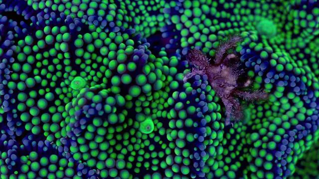 Coral Morphologic » Natural History