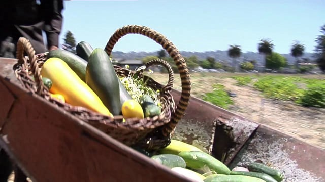 Occupy The Farm