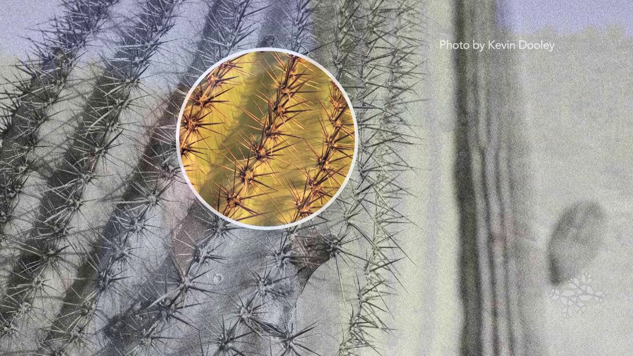 How do cacti survive desert heat? AskNature Nuggets on Vimeo