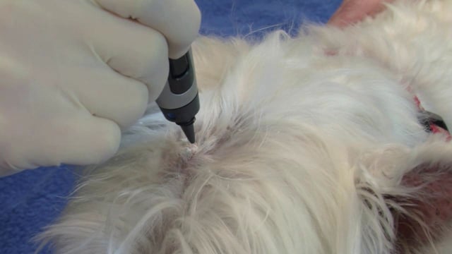 how much does it cost to remove a wart from a dog