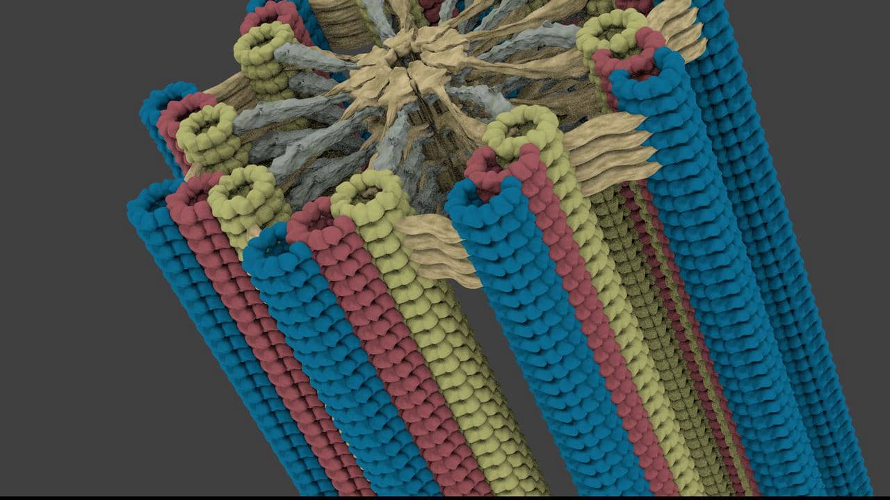 Simple 3D model of a centriole on Vimeo