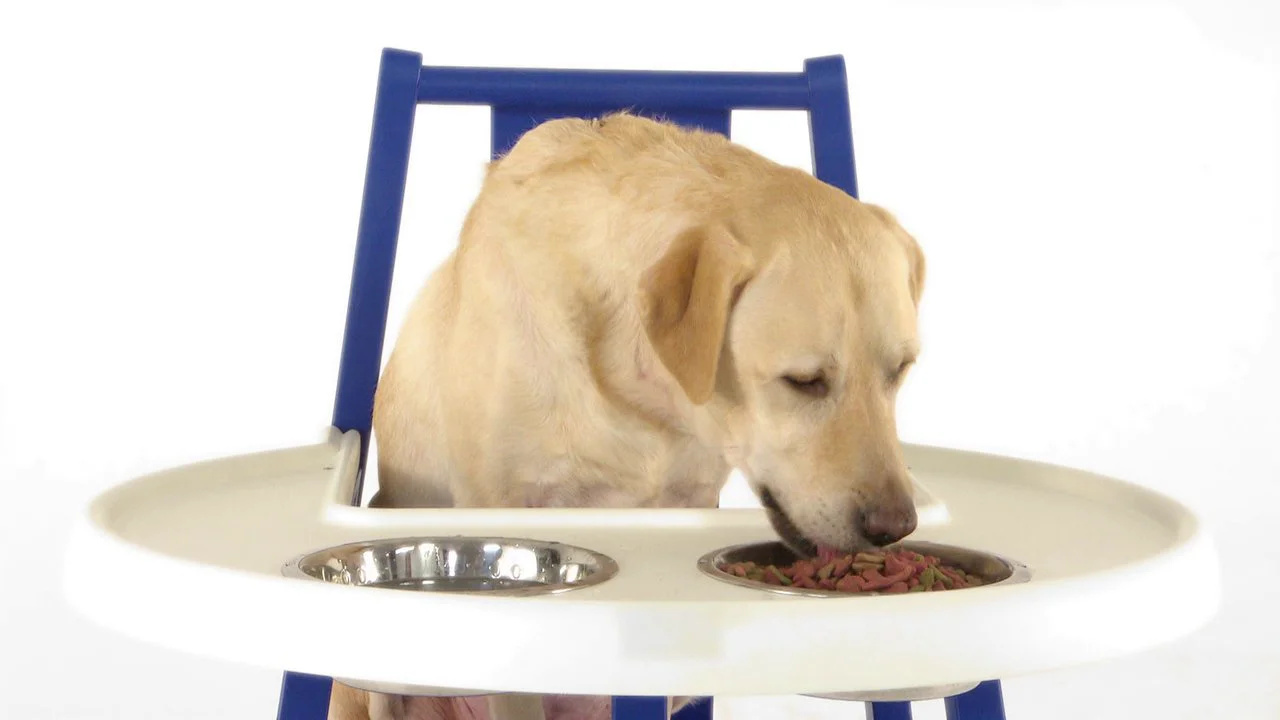 Dog dinner. Ikea Dog High Chair. Стул собаки на сыром питании.