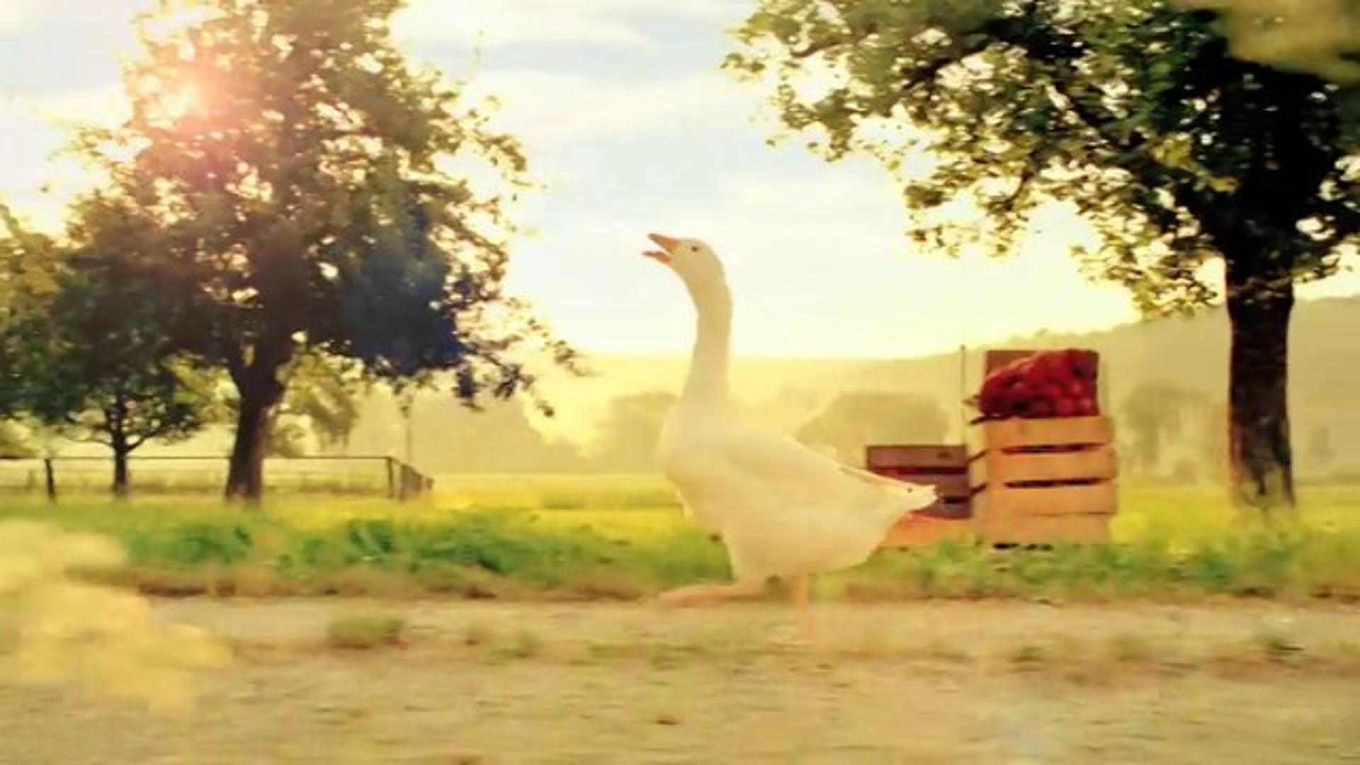 Schweizer Früchte und Gemüse "Barry & Hans - Äpfel_2"