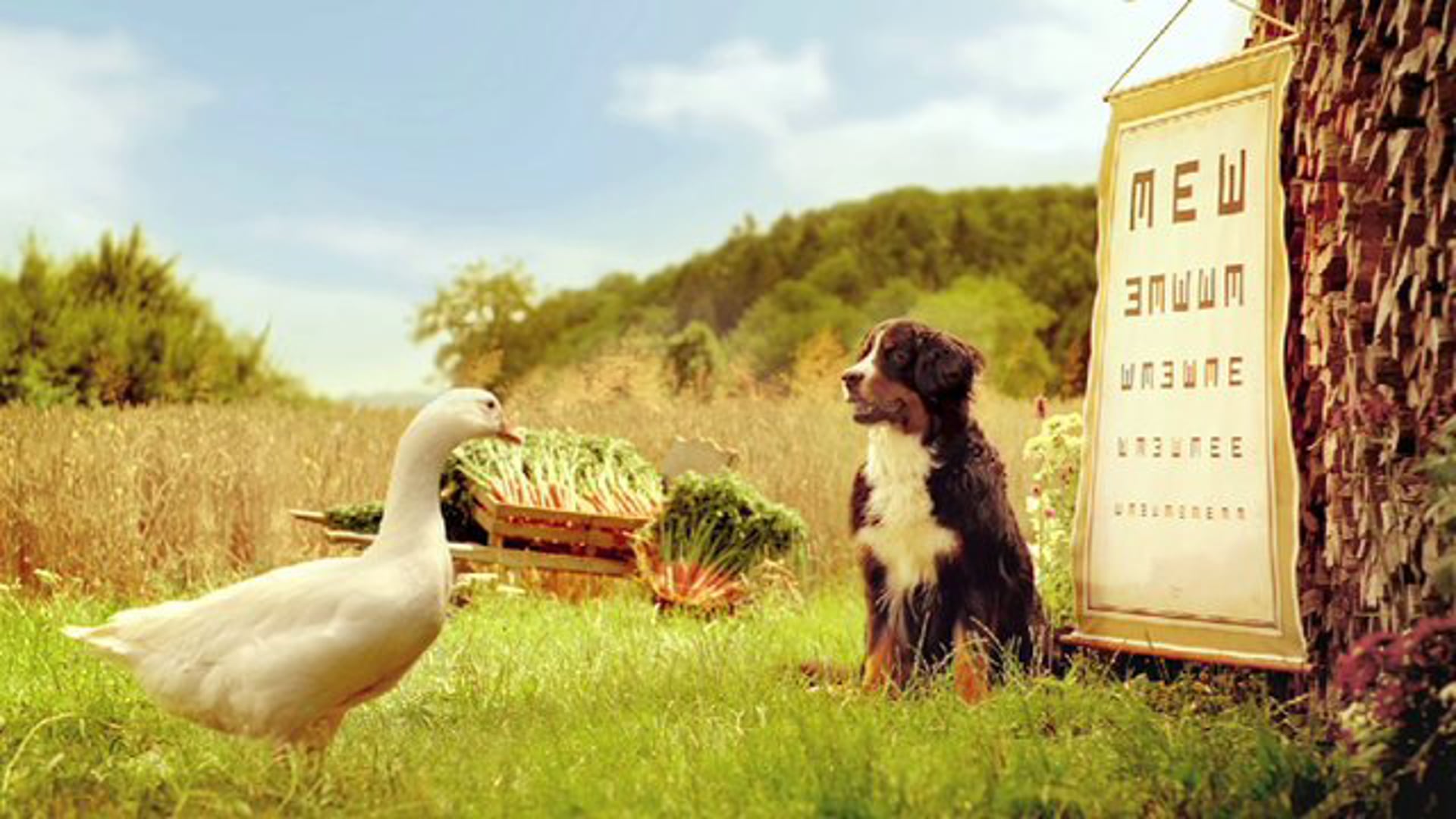 Schweizer Früchte und Gemüse "Barry & Hans - Rüebli"