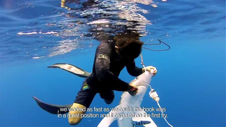 Shark Diaries 10  Pelagic Life on Vimeo