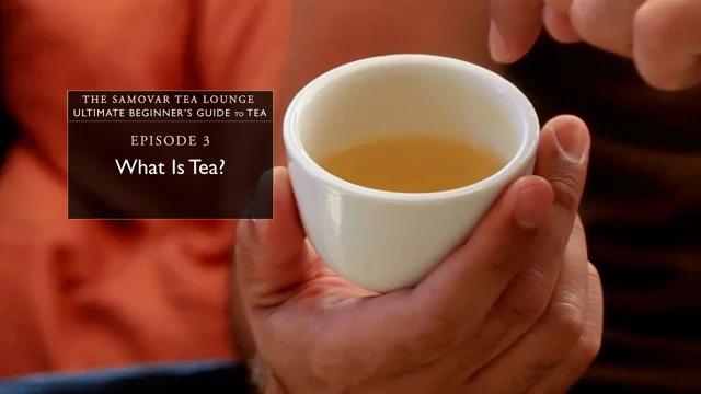 Essential Guide to Tea - Samovar Tea