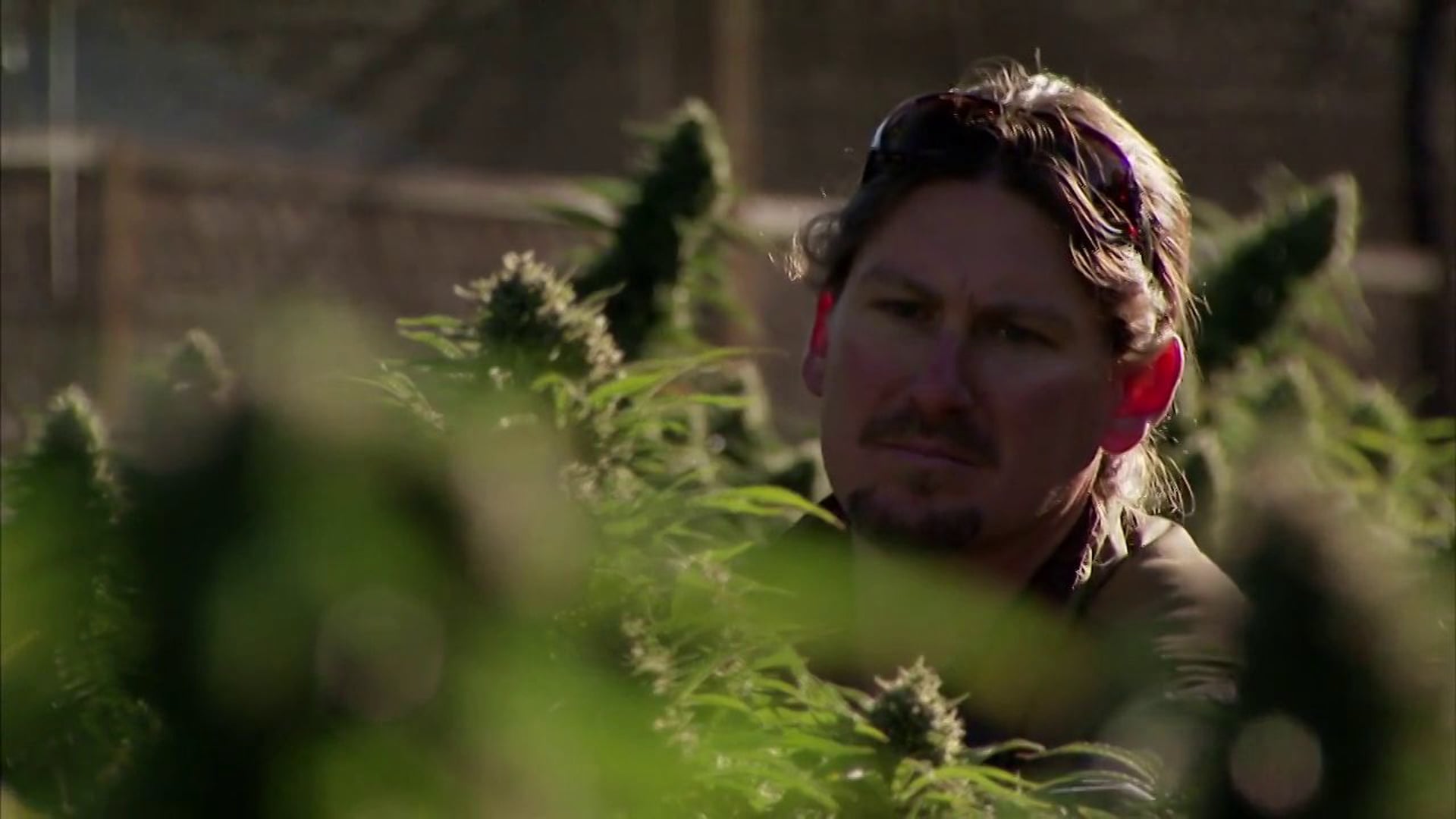 Marijuana Gold Rush