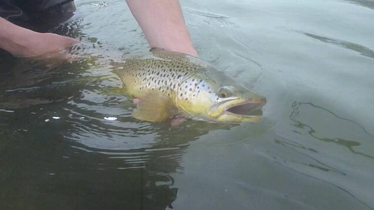 Early Season Brown Trout, Big Fish on small dries, Bow River Fly ...