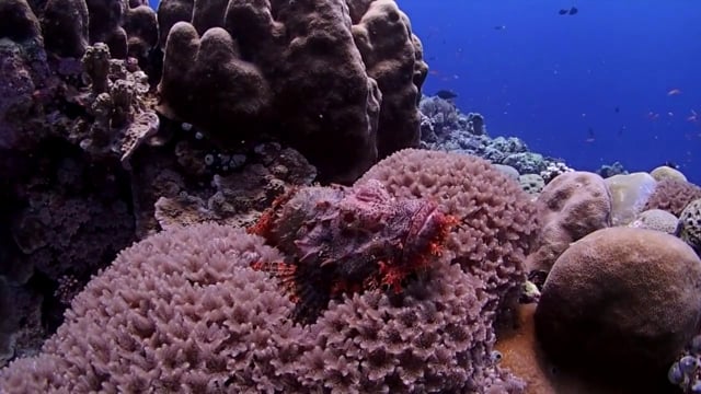 Backscatter Best Underwater Compact Cameras 2013 - Olympus Tough TG-2