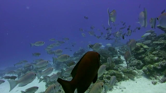 Backscatter Best Underwater Compact Cameras 2013 - Olympus PEN E-PL5