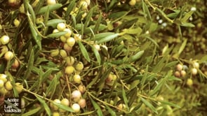 produccionesdel77.com