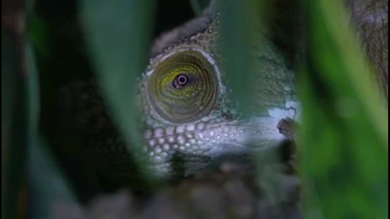 “Stares” for Ft. Worth Zoo