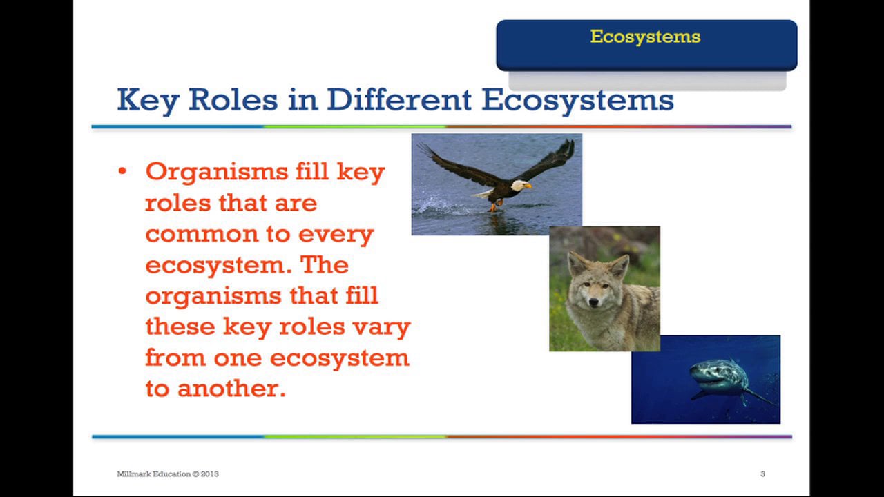 Ecosystems: Key Roles in Different Ecosystems on Vimeo
