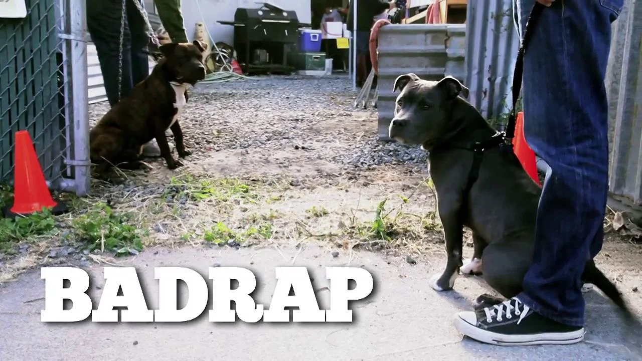 Animal Shelter Bad Rap Pitbull Rescue Pitbull Dog Breed Rescue
