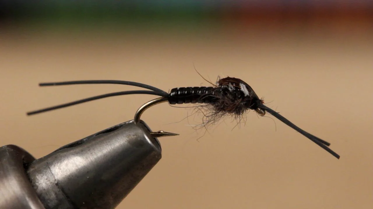 Little Black Stonefly Nymph