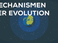 Mechanismen der Evolution