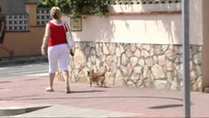 Campanya de cens dels animals domèstics