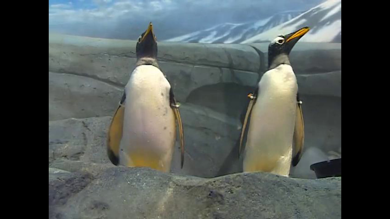 "Penguins Rock" for Tennessee Aquarium