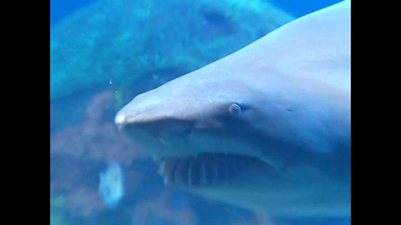 "Spaghetti Western" for Tennessee Aquarium
