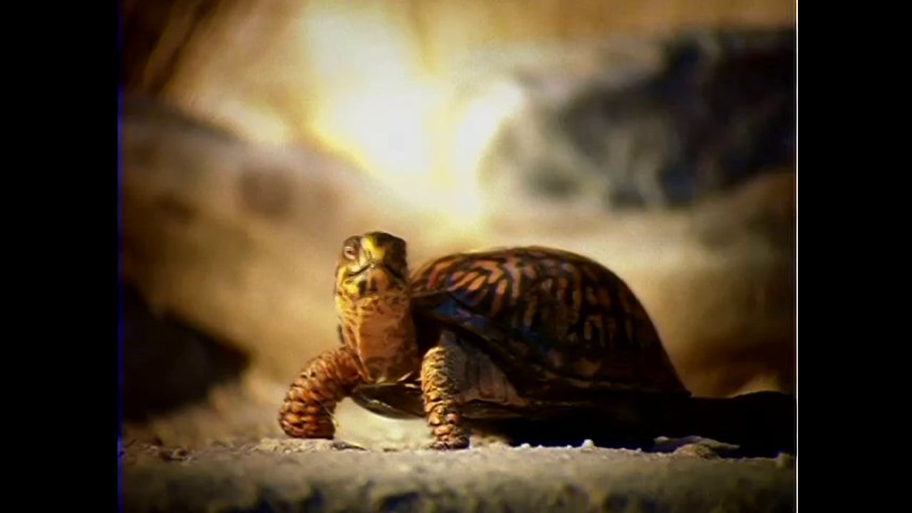 “Turtle Teaser” for Newport Aquarium