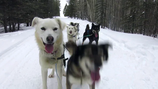 Summer Tours Archives - Guided River Trips, Hiking and Dog Sledding