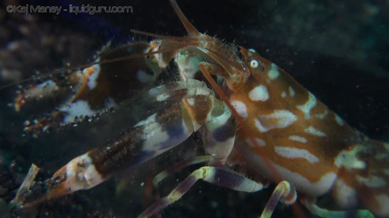 Shrimp and Shrimp Goby