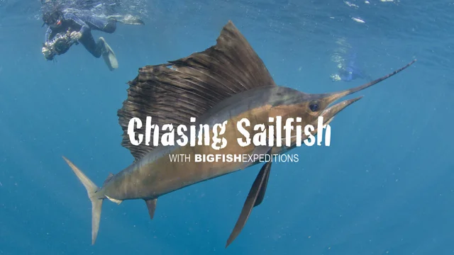 Atlantic Sailfish Conservation Status UPF 50+ Sun Protection