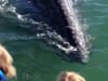 Gray Whales in Baja - Video Contest Winner