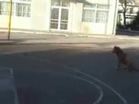Smartdogs - Εκπαίδευση σκύλου 1